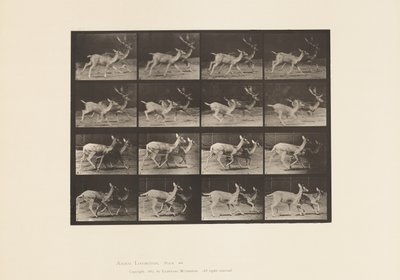 Plaat 684. Damhert; A, Bok en hinde; B, Twee hinden; Draven door Eadweard Muybridge