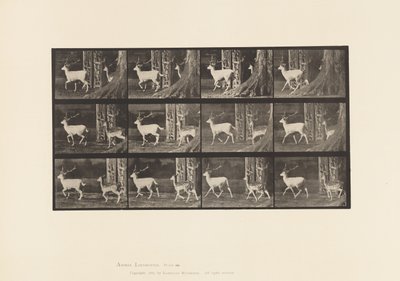Plaat 685. Damhert; Bok en hinde; Draven door Eadweard Muybridge