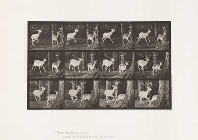 Plaat 686. Damhert; Bok en hinde; Galopperend door Eadweard Muybridge
