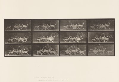 Plaat 690. Damhert; Bok en groep hinden; Verschillende bewegingen door Eadweard Muybridge