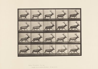 Plaat 692. Eland, Dravend door Eadweard Muybridge