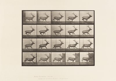 Plaat 693. Eland, galopperend door Eadweard Muybridge
