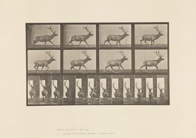 Plaat 694. Eland, Galopperen door Eadweard Muybridge