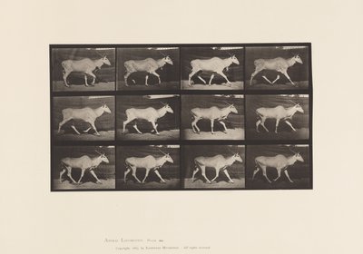 Plaat 696. Eland, Draven door Eadweard Muybridge