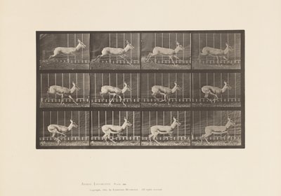 Plaat 698. Antilope; Galopperen door Eadweard Muybridge