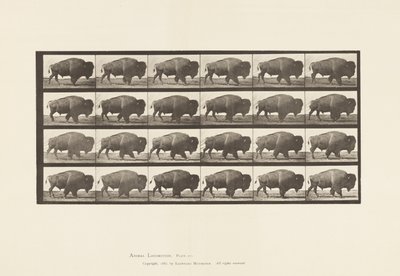 Plaat 699. Buffel; Lopen door Eadweard Muybridge