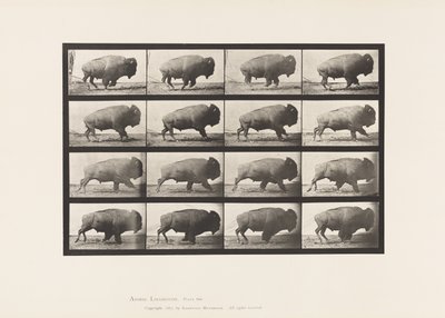 Plaat 700. Buffel; Galloperen door Eadweard Muybridge