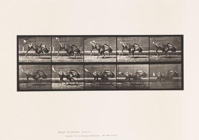 Plaat 702. Gnoe; Bokkend en Galopperend door Eadweard Muybridge