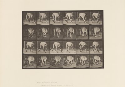 Plaat 704. Hond; Lopen; Mastiff door Eadweard Muybridge