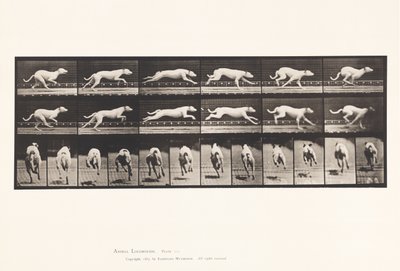 Plaat 709. Hond; Galloperen; Witte racehond Maggie door Eadweard Muybridge