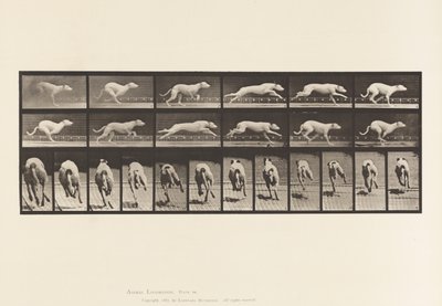 Plaat 710. Hond; Galopperen; Witte Renhond Maggie door Eadweard Muybridge