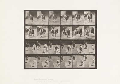 Plaat 711. Honden; Twee racend; A, B; Racehonden, Ike & Maggie door Eadweard Muybridge