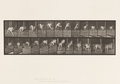 Plaat 712. Hond; Springen over hindernis; Mastiff, Dread door Eadweard Muybridge