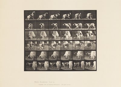 Plaat 713. Hond; Rondom draaien, enz.; Setter Kate door Eadweard Muybridge