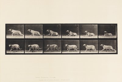 Plaat 714. Hond; Gealarmeerd door een torpedo; Mastiff-Smith door Eadweard Muybridge