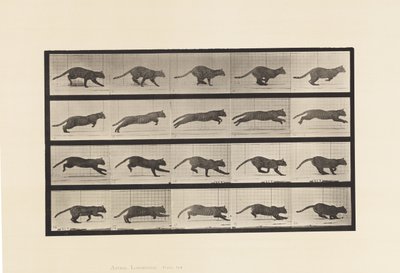 Plaat 719. Kat; Galopperend door Eadweard Muybridge