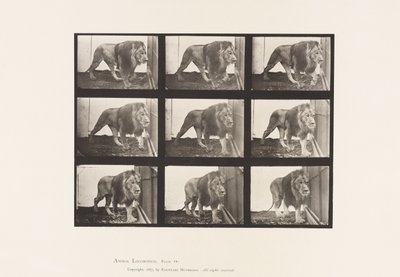 Plaat 721. Leeuw; Wandelen door Eadweard Muybridge