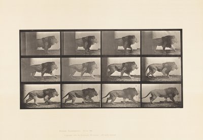 Plaat 722. Leeuw; Lopen door Eadweard Muybridge