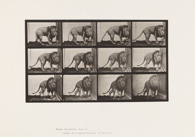 Plaat 723. Leeuw; Wandelen, Omkeren door Eadweard Muybridge