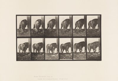 Plaat 724. Leeuw; Lopen, Omkeren door Eadweard Muybridge