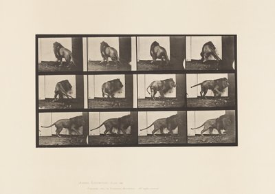 Plaat 725. Leeuw; Wandelen, Omkeren door Eadweard Muybridge