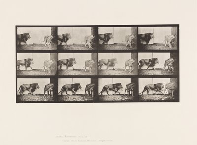 Plaat 726. Leeuw en Leeuwin; Lopend door Eadweard Muybridge