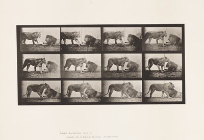 Plaat 727. Leeuwin; Lopend; Leeuw; Liggend door Eadweard Muybridge