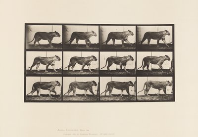 Plaat 728. Leeuwin; Lopen; Leeuw; Liggend door Eadweard Muybridge