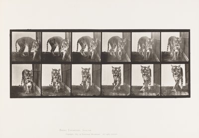 Plaat 730. Tijgerin; Lopen; Omdraaien door Eadweard Muybridge