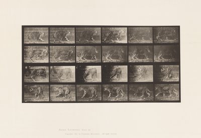 Plaat 731. Jaguar; A, Wandelen; B, Omkeren door Eadweard Muybridge