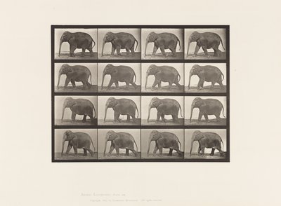 Plaat 732. Olifant; Lopen door Eadweard Muybridge