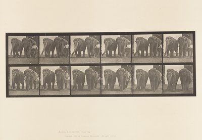 Plaat 734. Olifanten; Twee, lopend door Eadweard Muybridge