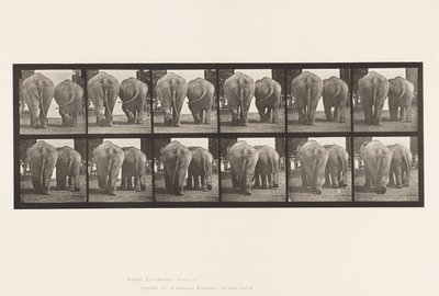 Plaat 735. Olifanten; Twee, Lopend door Eadweard Muybridge