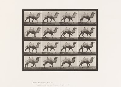 Plaat 738. Bactrische kameel; Rijden door Eadweard Muybridge