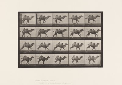 Plaat 740. Bactrische kameel; (Jong), Galloperen door Eadweard Muybridge