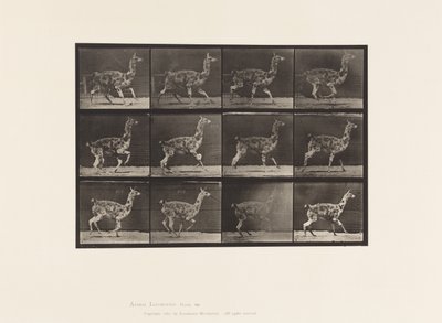 Plaat 743. Guanaco; Galloperen door Eadweard Muybridge