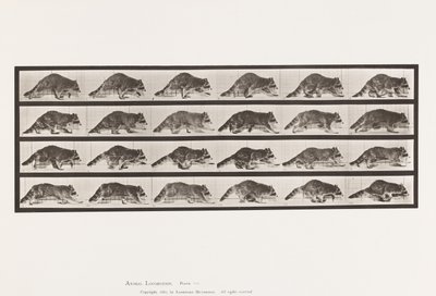 Plaat 744. Wasbeer; Lopend; Overgaand naar Galopperen door Eadweard Muybridge