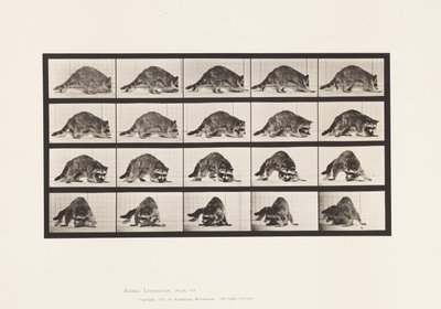Plaat 745. Wasbeer; Lopend; en Omdraaiend door Eadweard Muybridge