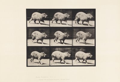 Plaat 746. Capibara; Lopend door Eadweard Muybridge