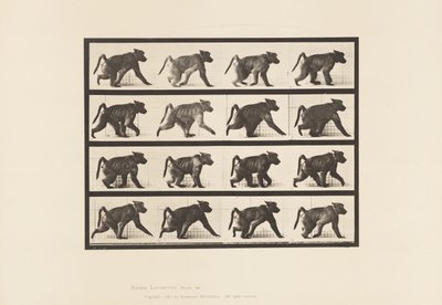 Plaat 747. Baviaan; Lopend op alle vier poten door Eadweard Muybridge