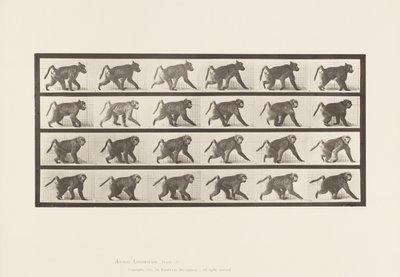 Plaat 748. Baviaan; Lopend op vier poten door Eadweard Muybridge