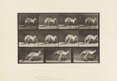 Plaat 751. Kangoeroe; Lopend op vier poten; Overgang naar springen door Eadweard Muybridge