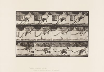 Plaat 752. Kangoeroe; Springend door Eadweard Muybridge
