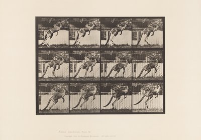 Plaat 753. Kangoeroe; Springend door Eadweard Muybridge