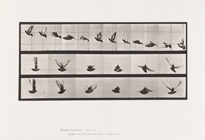 Plaat 755. Duif; Vliegend door Eadweard Muybridge