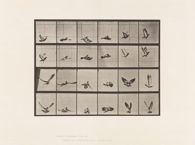 Plaat 757. Duif; Vliegend door Eadweard Muybridge