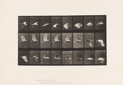 Plaat 758. Kaketoe; Vliegend door Eadweard Muybridge