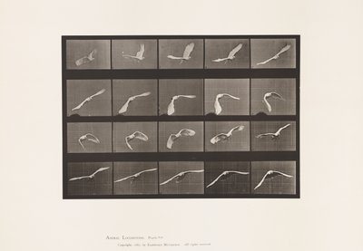 Plaat 760. Kaketoe; Vliegend door Eadweard Muybridge