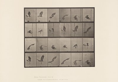 Plaat 763. Roodstaartbuizerd; Vliegen door Eadweard Muybridge