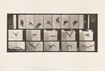 Plaat 764. Visarend; Vliegend door Eadweard Muybridge